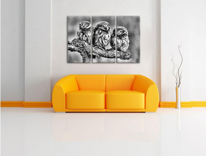 Pixxprint DREI Eulen auf AST als Leinwandbild/Grösse: 3 Teilig (120x80) cm/Wandbild/Kunstdruck/ferti