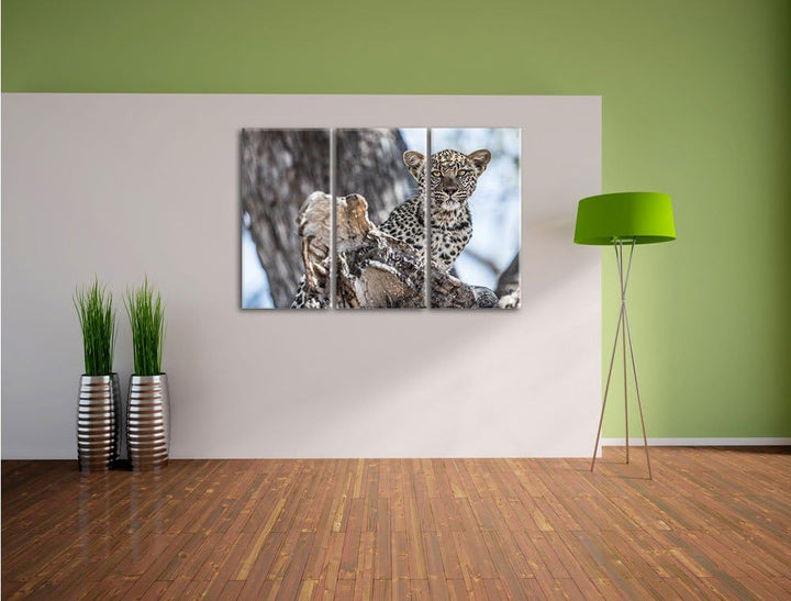 Pixxprint Neugieriges Leopardjunges auf Baum 3-Teiler Leinwandbild 120x80 Bild auf Leinwand