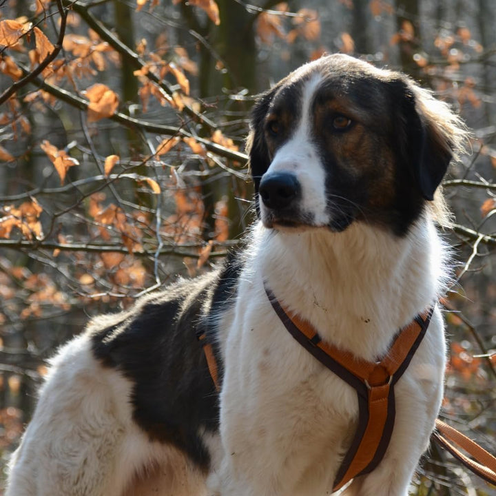 Anny-X Brustgeschirr Fun | Farbe Braun-Bernstein | Hundegeschirr in Grösse XL (Brustumfang 78-96 cm)