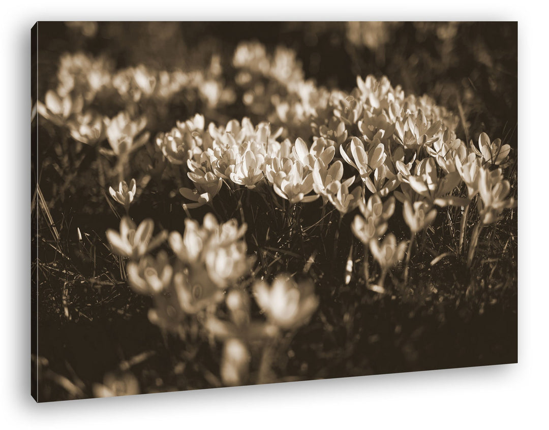 deyoli blühende Krokusse Format: 80x60 Effekt: Sepia als Leinwand, Motiv fertig gerahmt auf Echtholz
