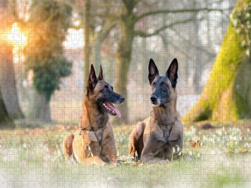 CALVENDO Puzzle Malinois - Belgische Energiebündel 1000 Teile Lege-Grösse 64 x 48 cm Foto-Puzzle Bil