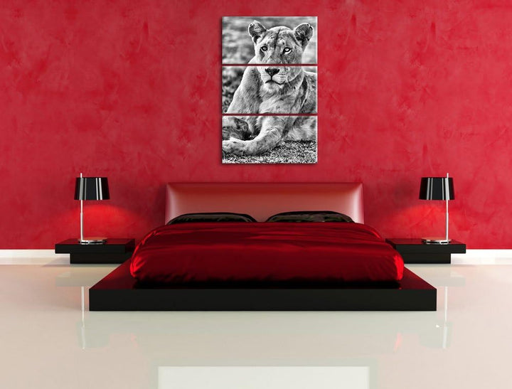 Pixxprint Monocrome, prächtige weisse Löwin 3-Teiler Leinwandbild 120x80 Bild auf Leinwand