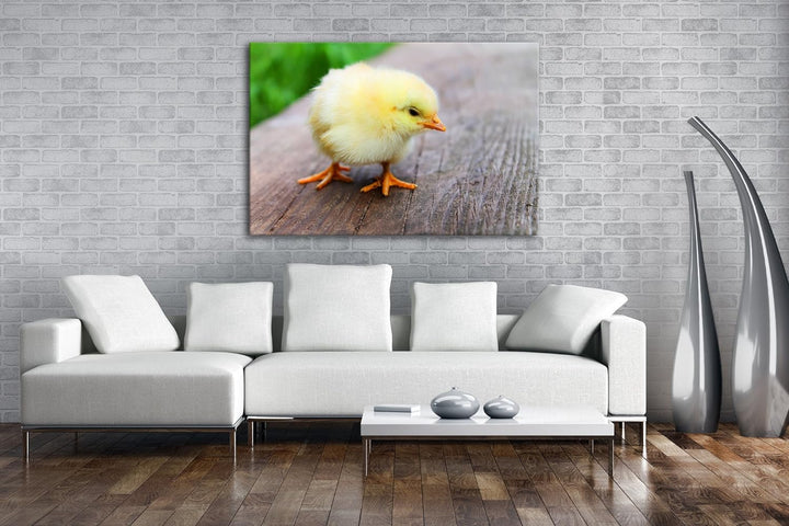 deyoli putziges Küken Format: 80x60 als Leinwand, Motiv fertig gerahmt auf Echtholzrahmen, Hochwerti