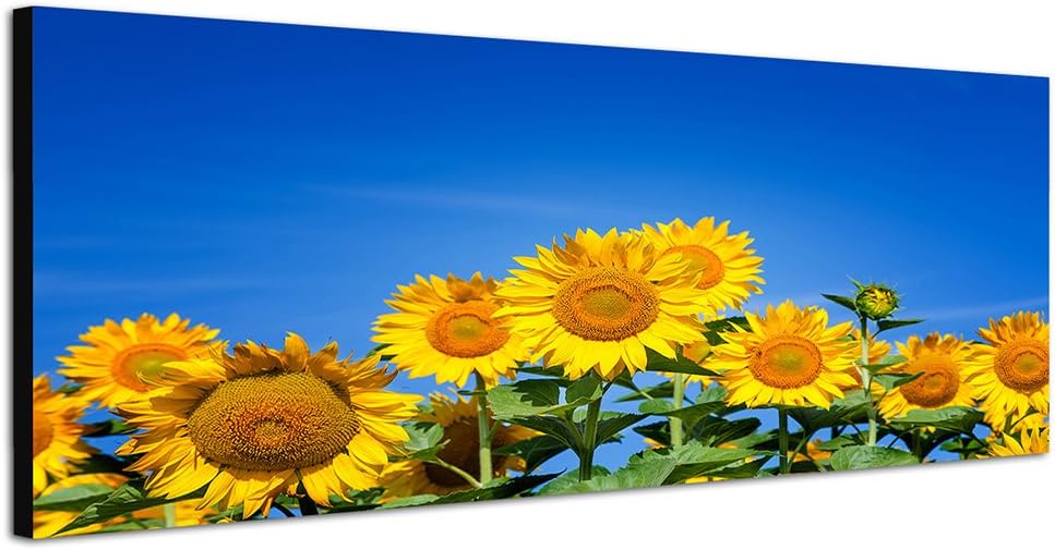 Paul Sinus Art Panoramabild auf Leinwand und Keilrahmen 150x50cm Sonnenblumen Sommer Himmel