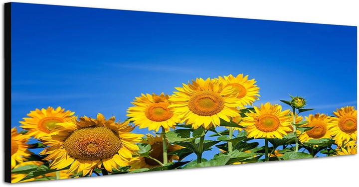 Paul Sinus Art Panoramabild auf Leinwand und Keilrahmen 150x50cm Sonnenblumen Sommer Himmel