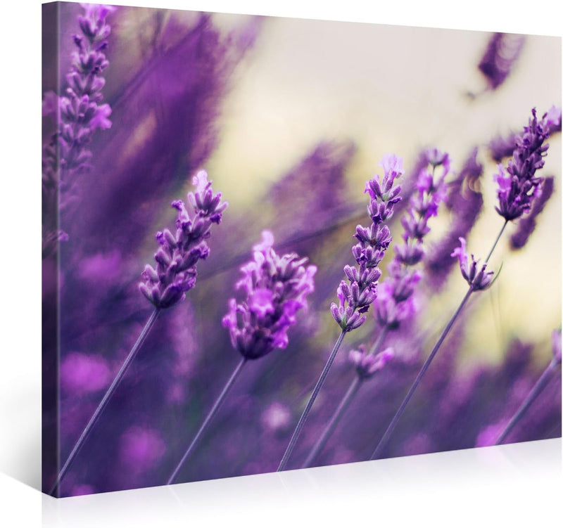 PICANOVA – Purple Lavendel 100x75cm – Premium Leinwanddruck – Kunstdruck Auf 2cm Holz-Keilrahmen Für