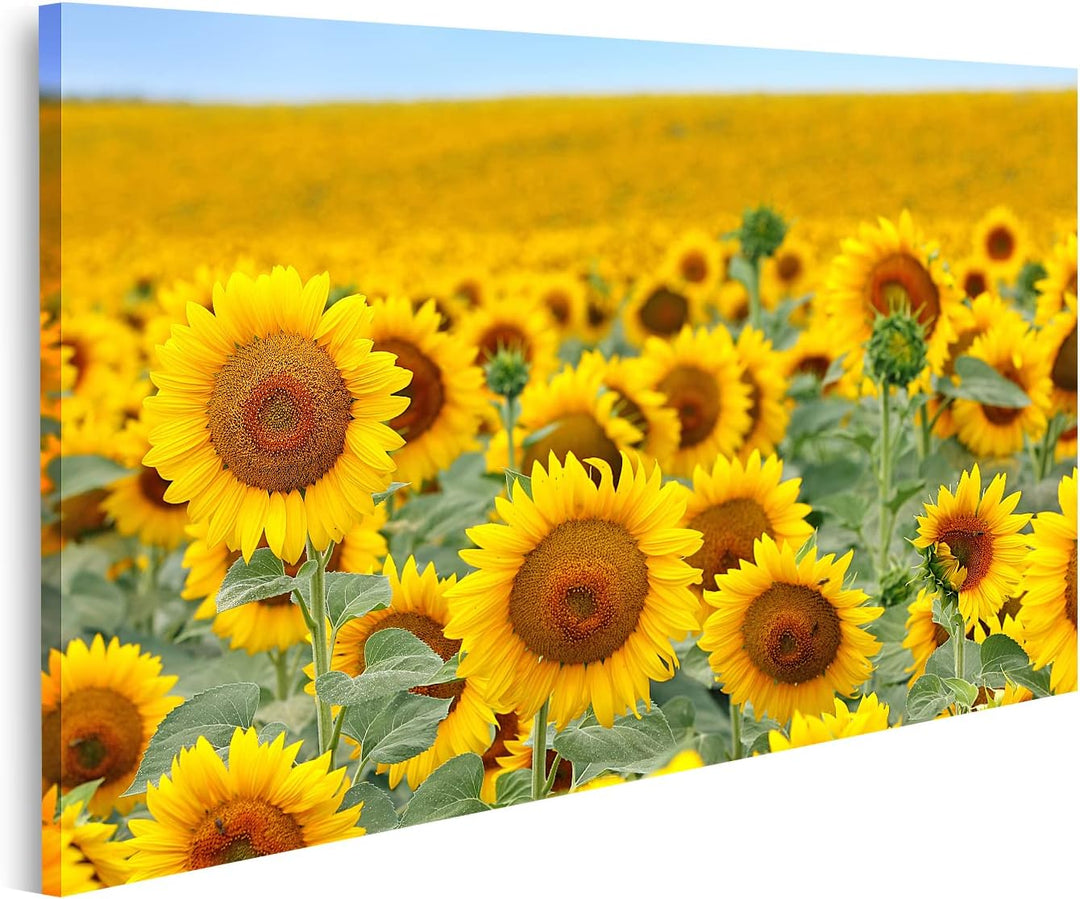 islandburner Bild auf Leinwand Schönes Sonnenblumenfeld Im Sommer Bilder Wandbilder Poster Leinwand