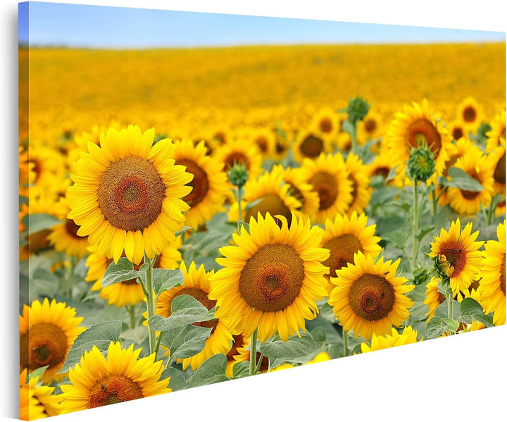 islandburner Bild auf Leinwand Schönes Sonnenblumenfeld Im Sommer Bilder Wandbilder Poster Leinwand