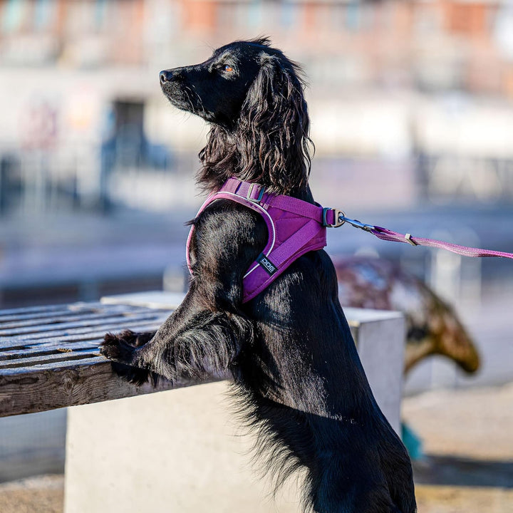 DOG Copenhagen Comfort Walk Go Hundegeschirr, Wild Rose (Pink), Grösse XS Wild Rose | Pink XS, Wild