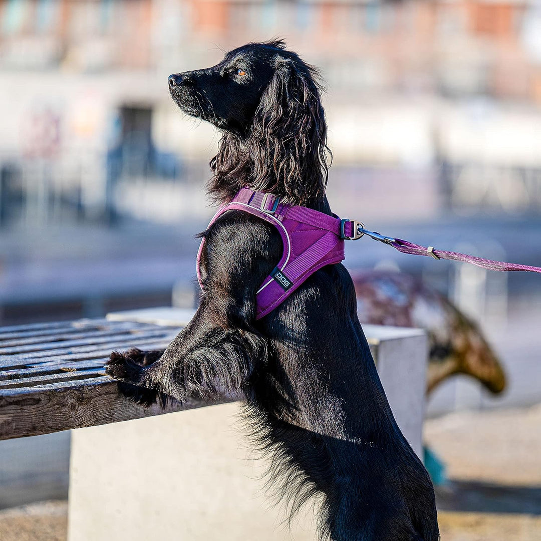 DOG Copenhagen Comfort Walk Go Hundegeschirr, Purple Passion (Lila), Grösse XXS Purple Passion | Lil