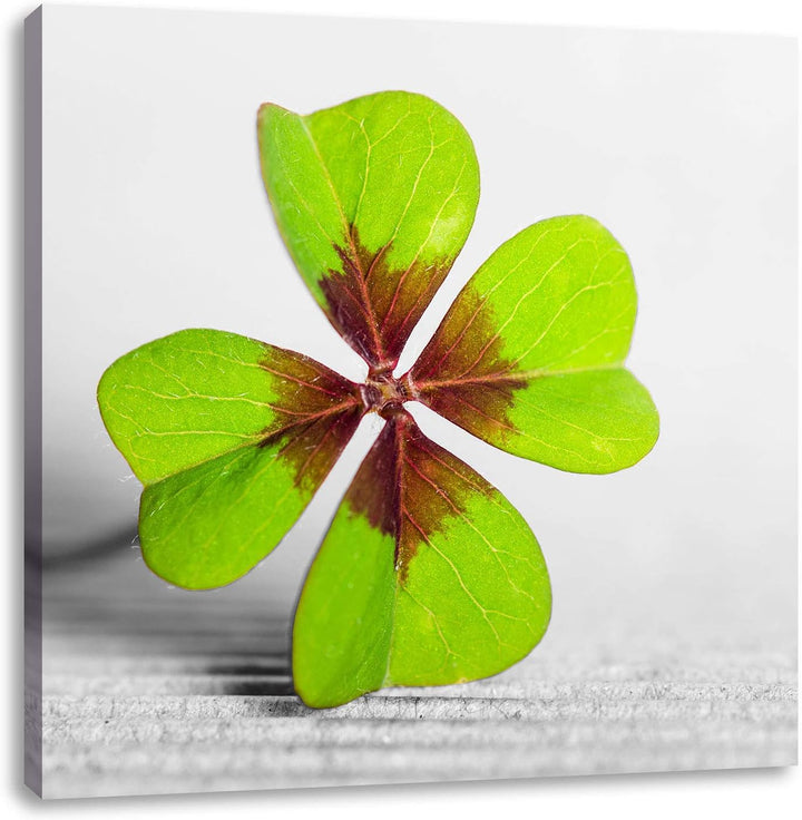 Pixxprint Kleeblatt Glücksklee als Leinwandbild Quadratisch/Grösse: 70x70 / Wandbild/Kunstdruck/fert