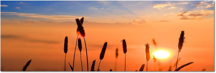 Augenblicke Wandbilder Leinwandbild als Panorama in 150x50cm Getreide Feld Sommer Sonnenuntergang