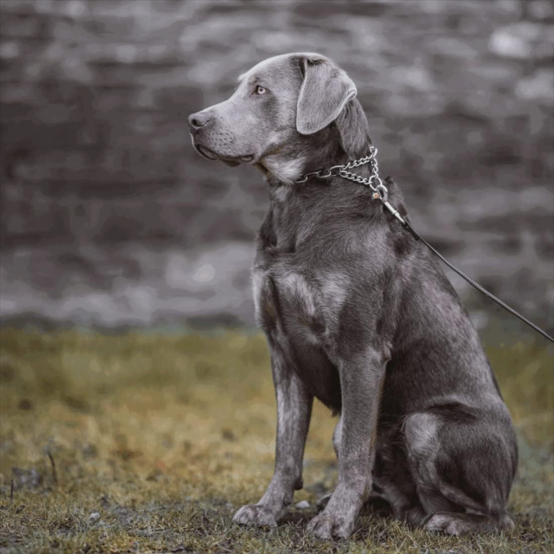 Sprenger Hundehalskette mit Durchzugskette 3mm I Edelstahl rostfreie Hundehalsband für kurz- und lan