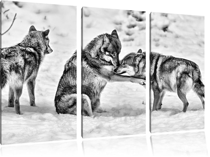 Pixxprint Monocrome, spielendes Wolfsrudel 3-Teiler Leinwandbild 120x80 Bild auf Leinwand