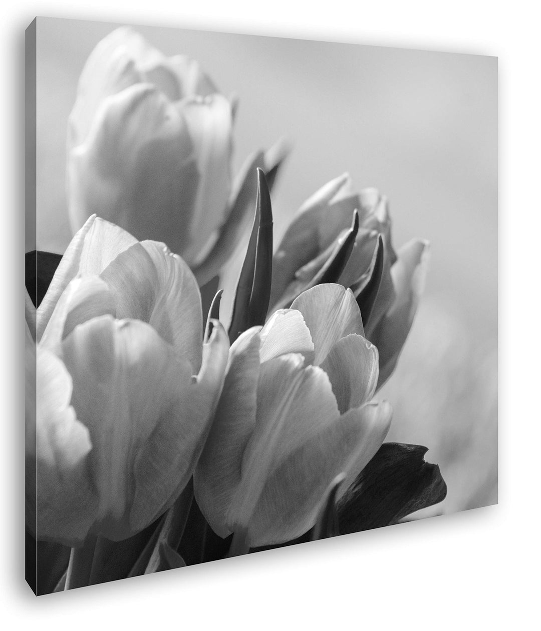 deyoli edle Tulpen Format: 60x60 Effekt: Schwarz&Weiss als Leinwandbild, Motiv fertig gerahmt auf Ec