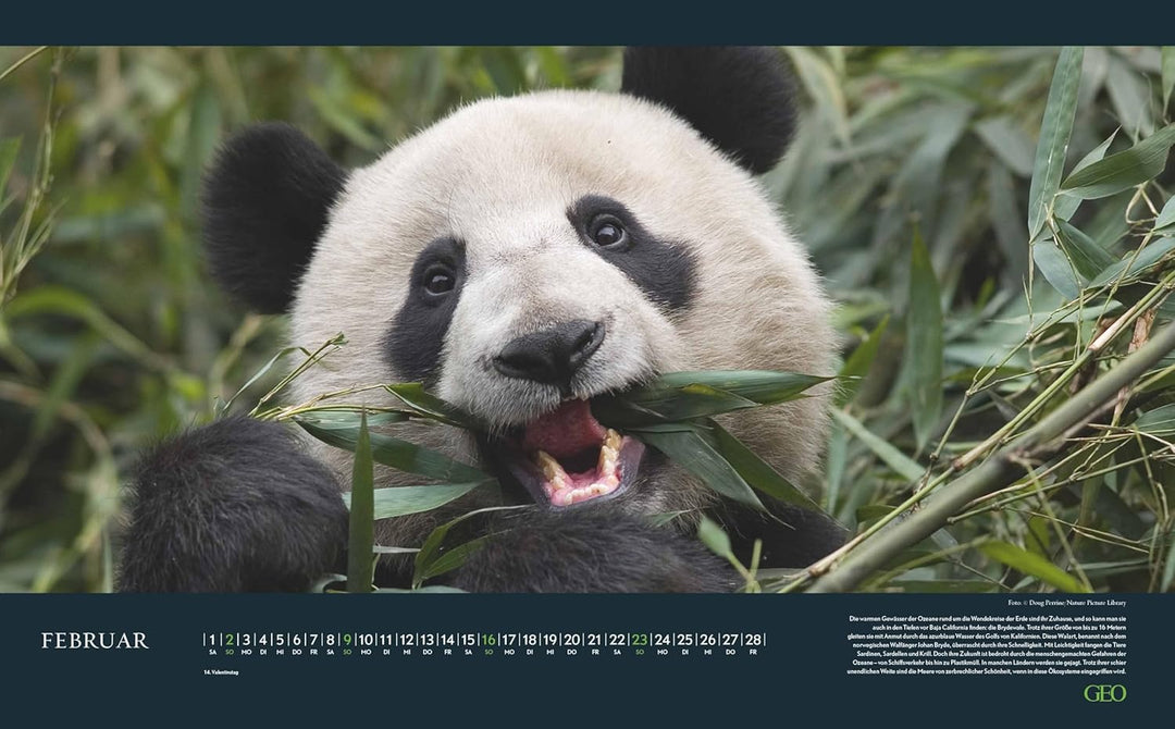 GEO - Einzigartige Tierarten 2026 – Wandkalender 58x36 cm, Poster-Kalender mit 12 Monatsblättern, de