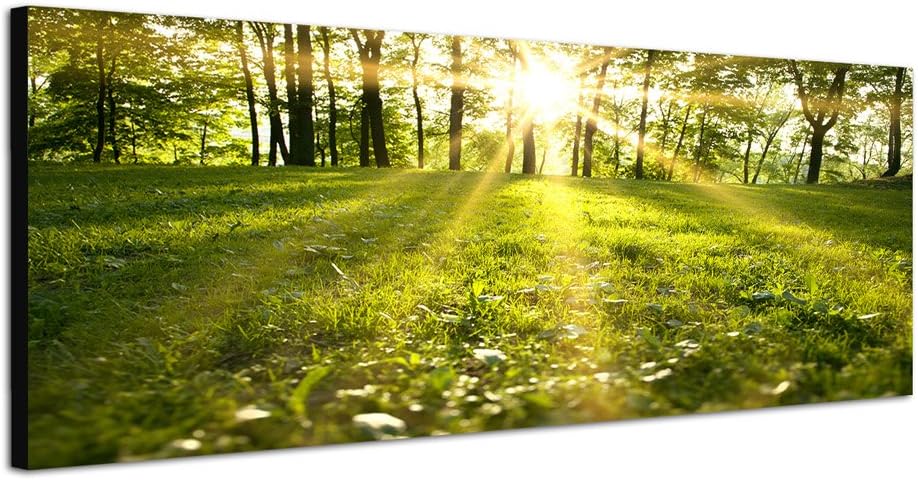 Paul Sinus Art Panoramabild auf Leinwand und Keilrahmen 150x50cm Wald Wiese Frühling Sonnenstrahlen