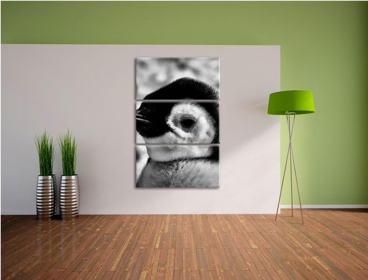Pixxprint DREI Kaiserpinguin-Küken als Leinwandbild/Grösse: 3 Teilig (120x80) cm/Wandbild/Kunstdruck