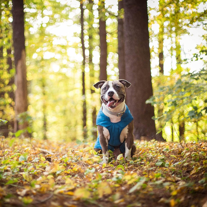 Kurgo Loft Hundejacke, Mit Hundegeschirr kombinierbar, Wasserdicht und reflektierend, Ideal für den