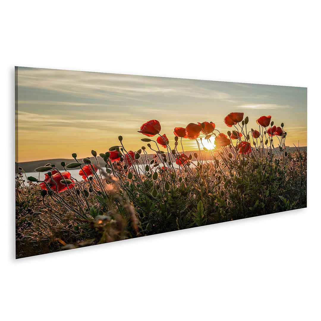 islandburner Bild auf Leinwand Roter Mohn Sonnenuntergang Mönchgut Ostseeinsel Rügen Bilder Wandbild