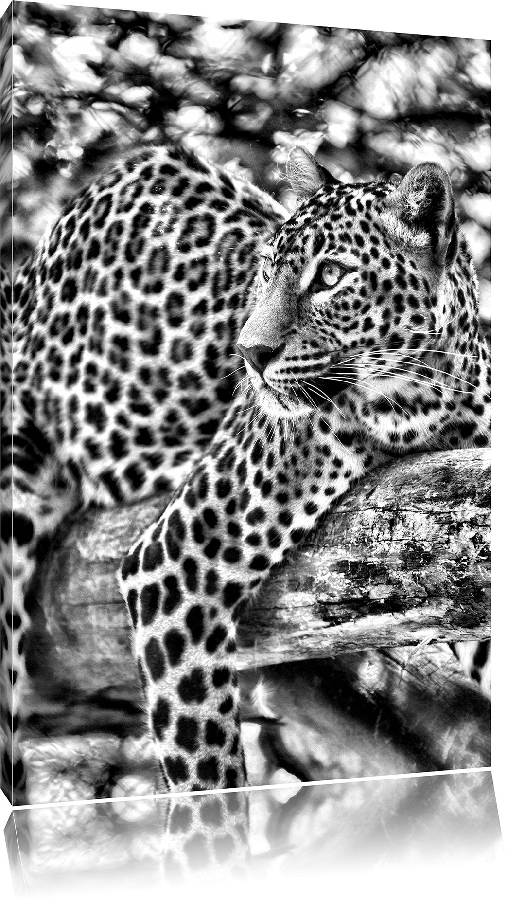 Pixxprint Leopard auf AST / 100x70cm Leinwandbild bespannt auf Holzrahmen/Wandbild Kunstdruck Dekora