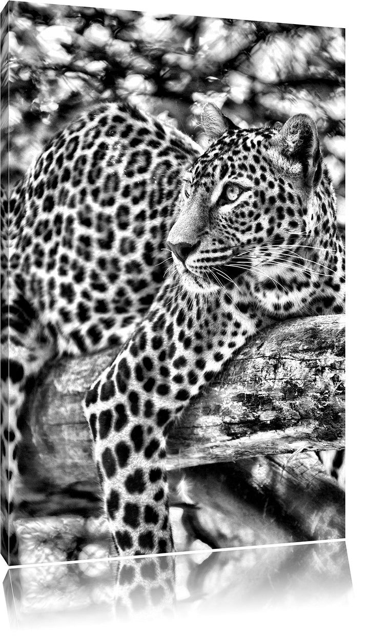 Pixxprint Leopard auf AST / 100x70cm Leinwandbild bespannt auf Holzrahmen/Wandbild Kunstdruck Dekora