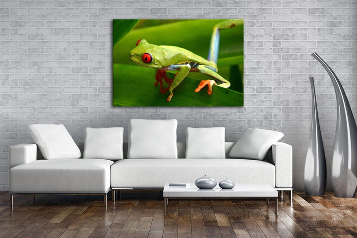deyoli Exotischer Grüner Frosch mit roten Augen Format: 100x70 als Leinwandbild, Motiv fertig gerahm