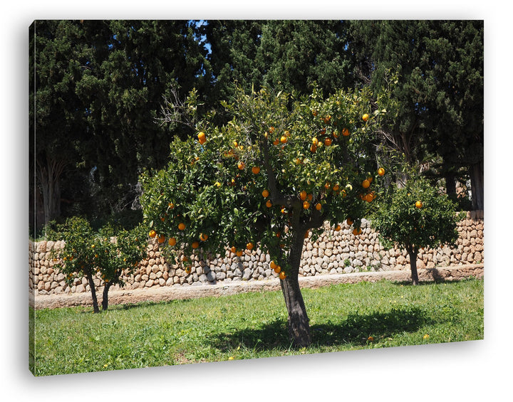 deyoli Orangenbäume im Garten Format: 80x60 als Leinwandbild, Motiv fertig gerahmt auf Echtholzrahme