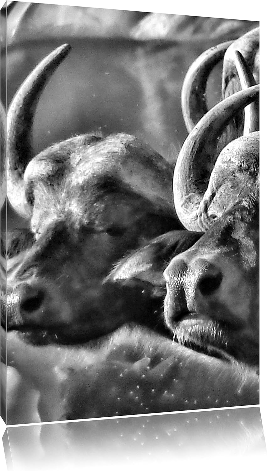 Pixxprint Monocrome, Zwei gemütliche Wasserbüffel, Format: 100x70 auf Leinwand, 100x70