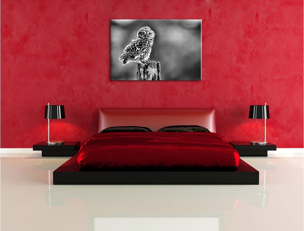 Pixxprint Lustige kleine Eule als Leinwandbild/Grösse: 100x70 / Wandbild/Kunstdruck/fertig bespannt,
