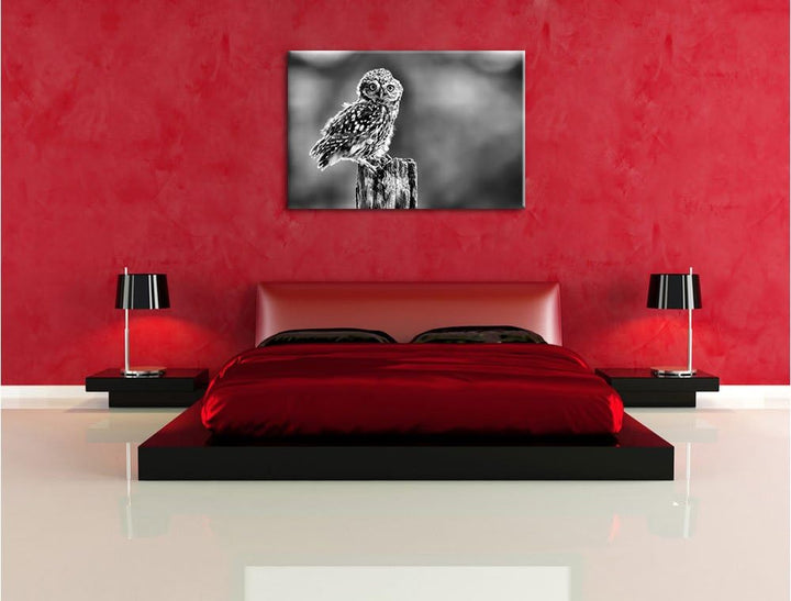 Pixxprint Lustige kleine Eule als Leinwandbild/Grösse: 100x70 / Wandbild/Kunstdruck/fertig bespannt,