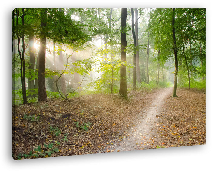 deyoli ruhiger Waldweg Format: 80x60 als Leinwand, Motiv fertig gerahmt auf Echtholzrahmen, Hochwert