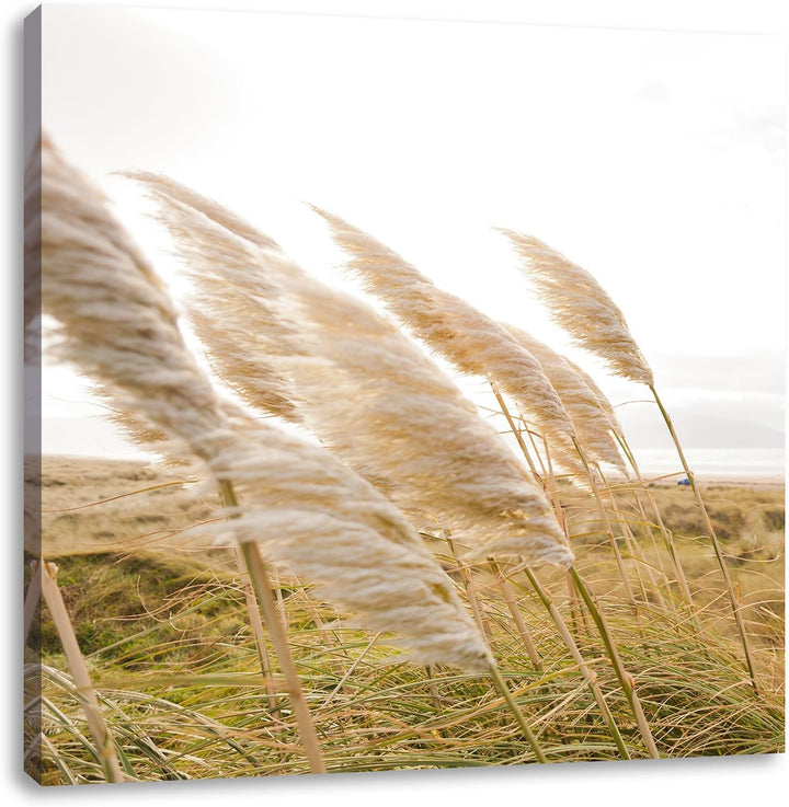 Pixxprint Schönes Schilf in den Dünen als Leinwandbild Quadratisch/Grösse: 70x70 / Wandbild/Kunstdru