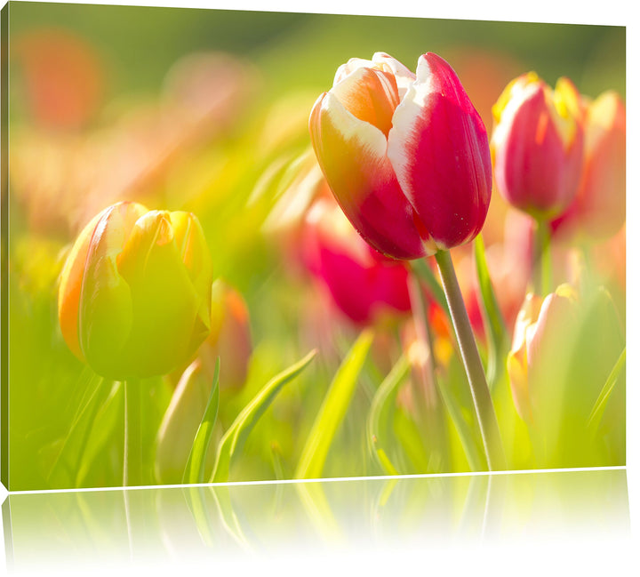 Blühende rote Tulpen, Format: 100x70 auf Leinwand, XXL riesige Bilder fertig gerahmt mit Keilrahmen,