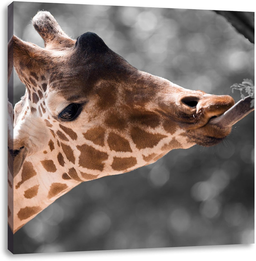 Pixxprint Hungrige Giraffe mit Zweig schwarz/weiss, Format: 70x70 auf Leinwand, 70x70