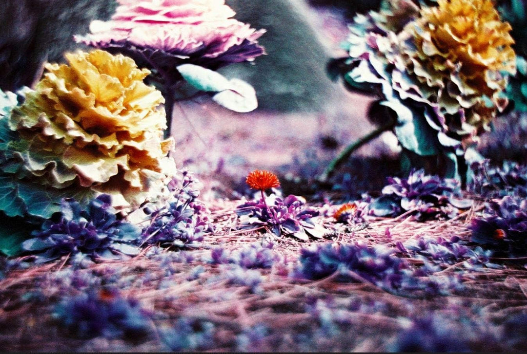 Lomochrome violett 35 mm ISO 100-400
