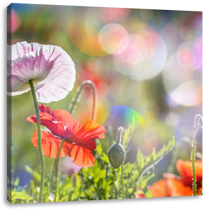 Pixxprint Kalifornischer Mohn im Frühling, Format: 70x70 auf Leinwand, 70x70
