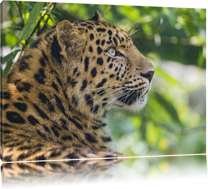 Pixxprint prächtiger Leopard im Schatten auf Leinwand, XXL riesige Bilder fertig gerahmt mit Keilrah