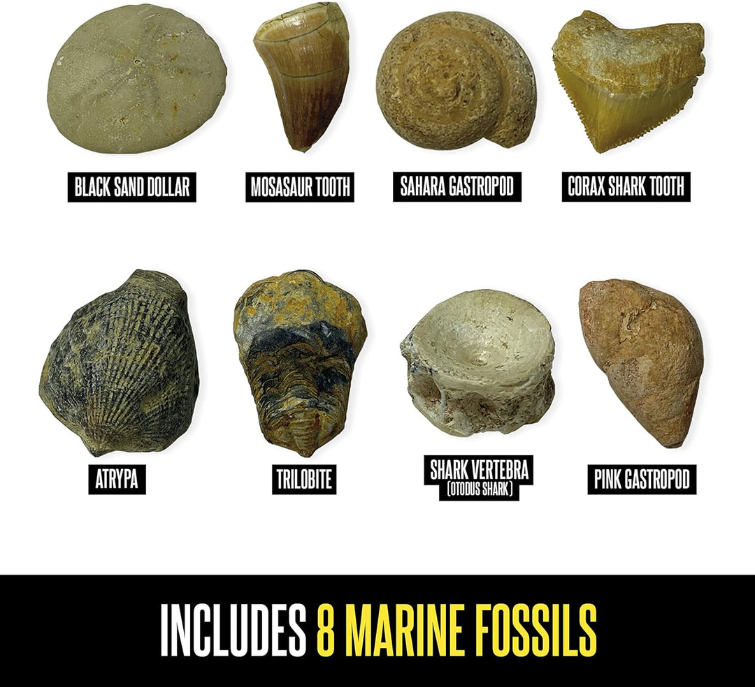 Learning Resources GeoSafari Fossilien-Ausgrabungsset