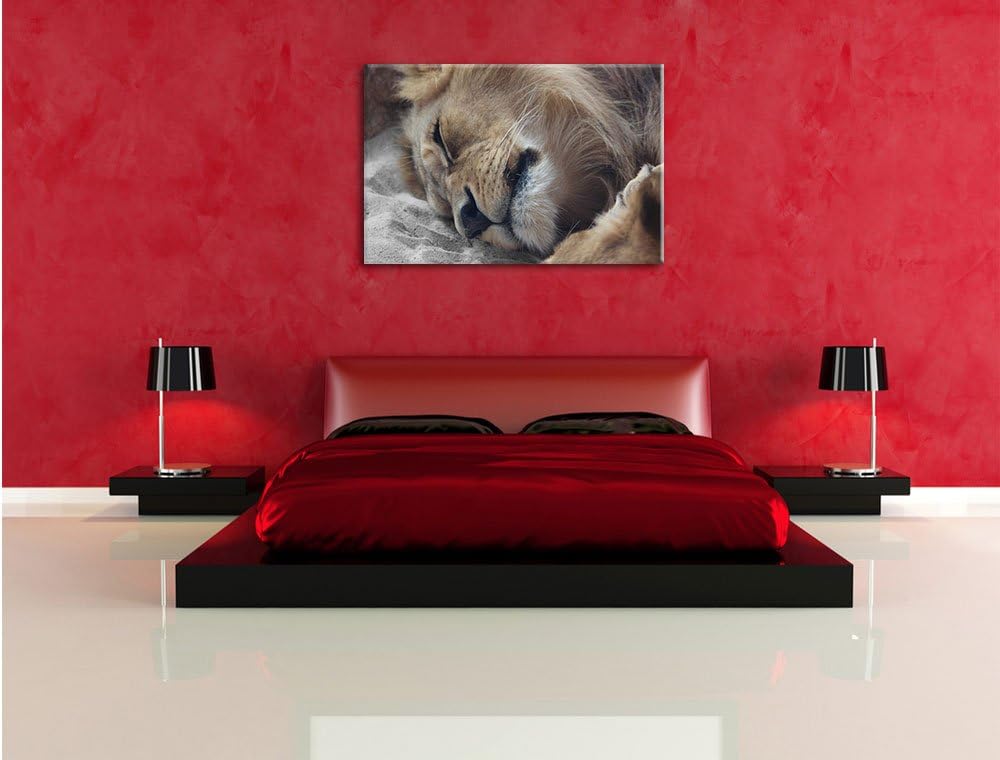 Pixxprint schlafender Löwe als Leinwandbild/Grösse: 100x70 cm/Wandbild/Kunstdruck/fertig bespannt, 1