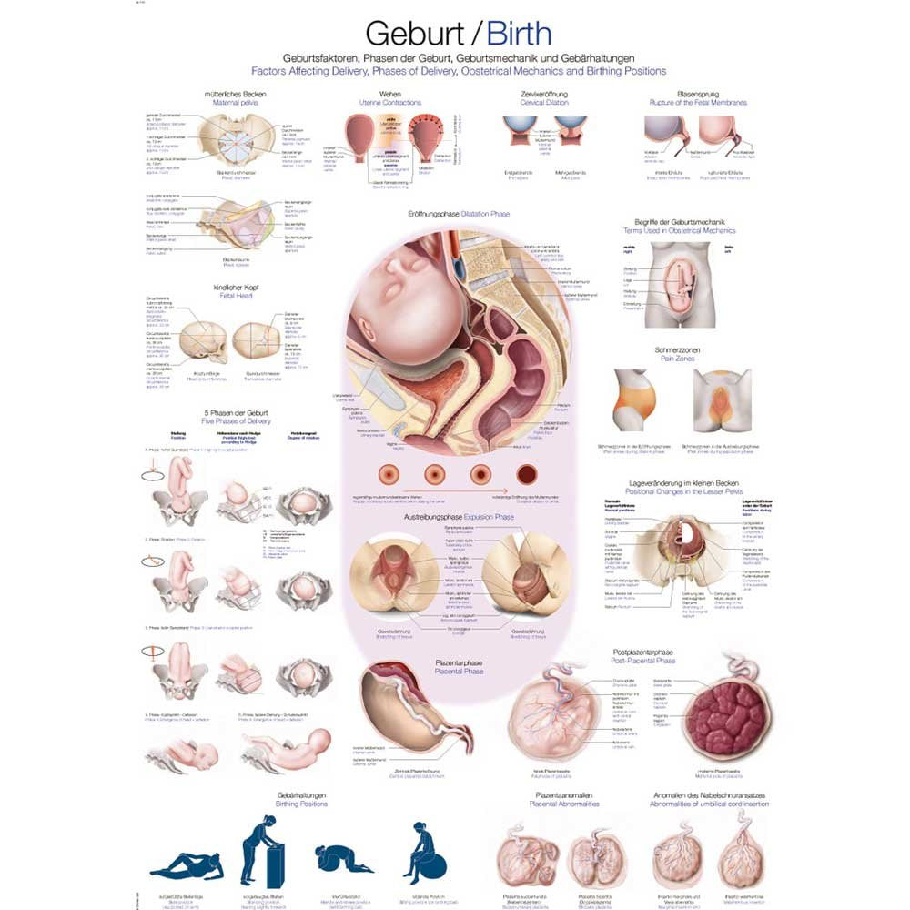 Erler Zimmer Lehrtafel Geburt, 50x70cm, Kunstdruckpapier 70L x 50B cm, 70L x 50B cm
