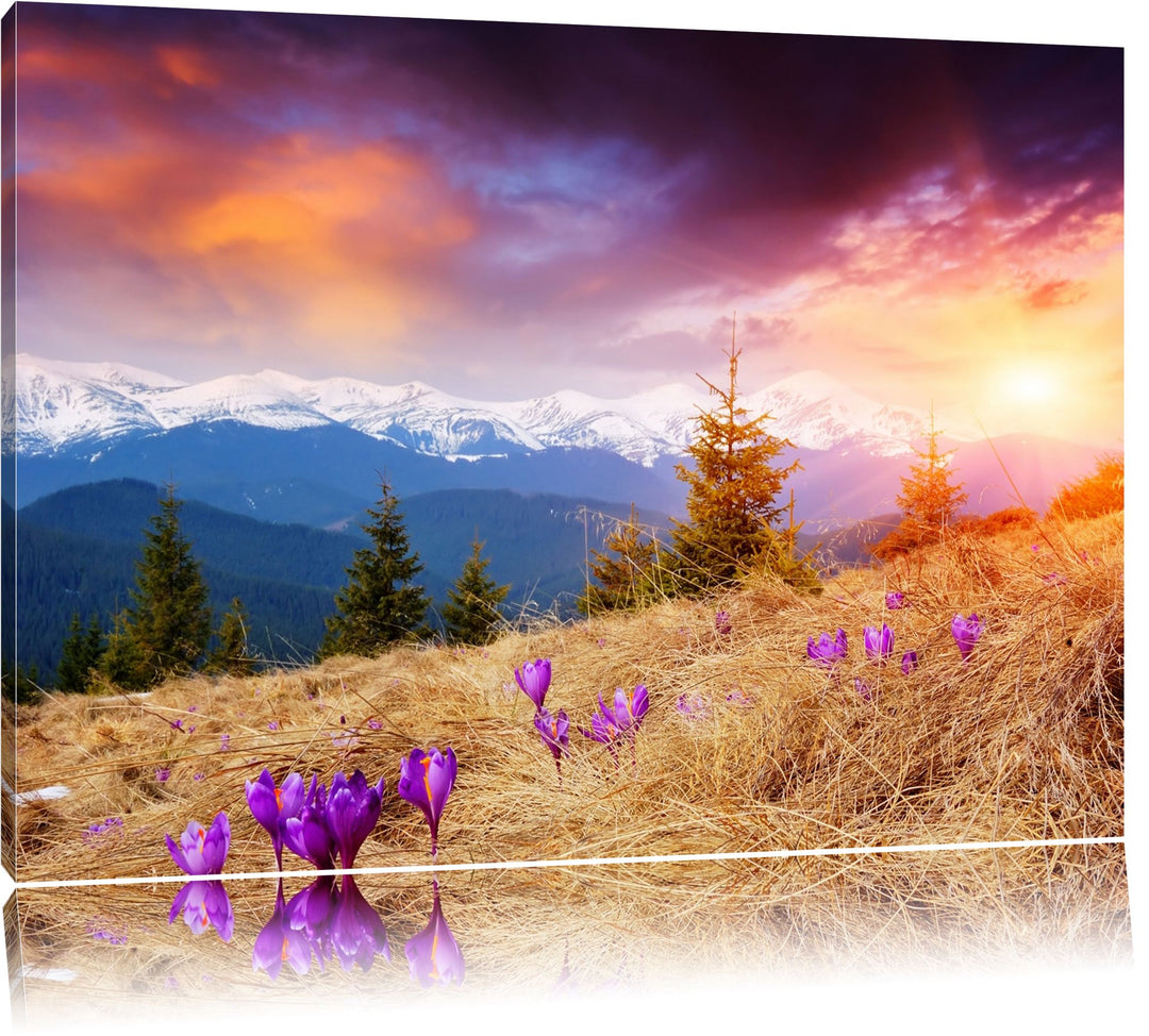 Krokusse auf Hochalmwiese in Alpen Format: 100x70 auf Leinwand, XXL riesige Bilder fertig gerahmt mi