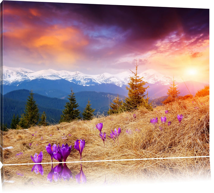 Krokusse auf Hochalmwiese in Alpen Format: 100x70 auf Leinwand, XXL riesige Bilder fertig gerahmt mi