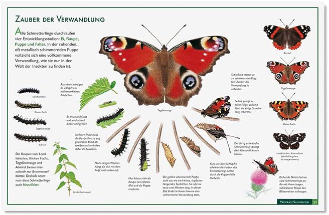 Wawra´s Naturtafeln Set 3 - mit 12 Lerntafeln im A3-Format zum Entdecken, Beobachten, Bestimmen - 41