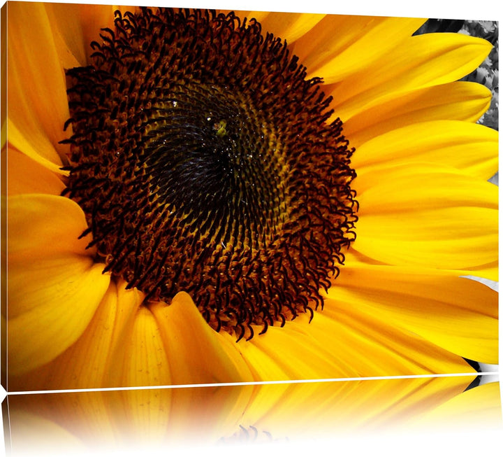 grosse anmutige Sonnenblume schwarz/weiss auf Leinwand, XXL riesige Bilder fertig gerahmt mit Keilra
