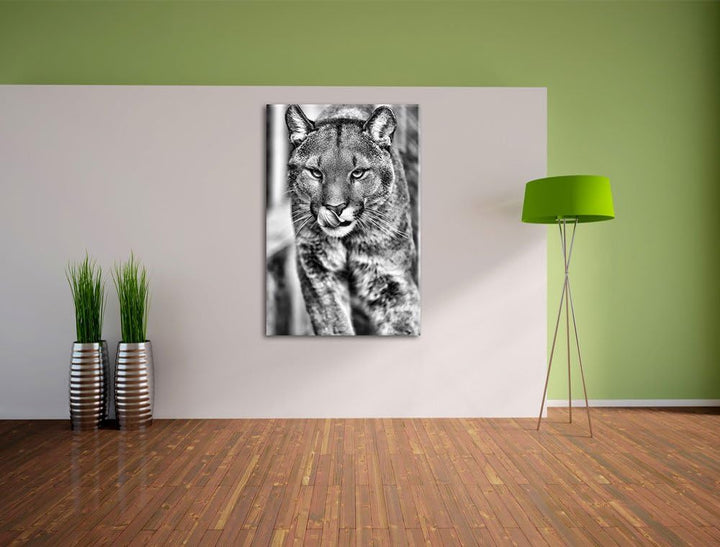 Monocrome, anmutiger Puma, Format: 100x70 auf Leinwand, XXL riesige Bilder fertig gerahmt mit Keilra