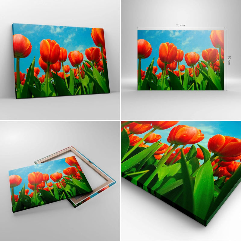 Bilder auf Leinwand Tulpe Blume blauer Himmel Leinwandbild 70x50cm Wandbilder Dekoration Wohnzimmer