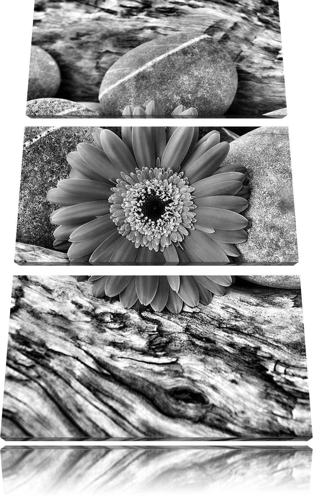 Pixxprint Gerbera zwischen Zen Steinen als Leinwandbild/Grösse: 3 Teilig (120x80) cm/Wandbild/Kunstd