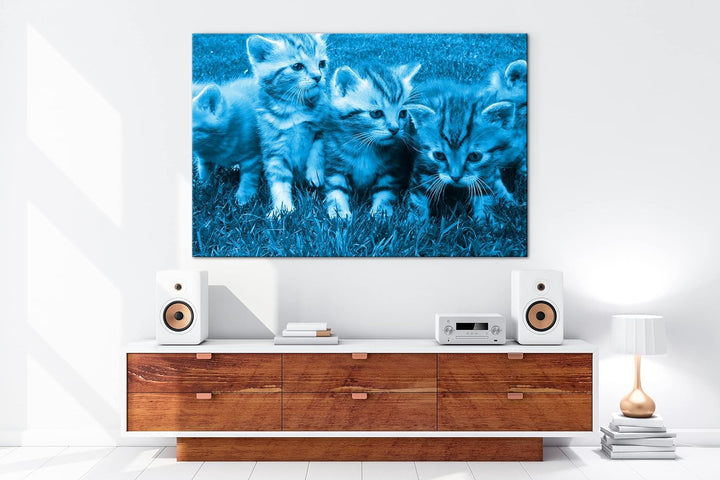 niedliche Katzenbabys auf der Wiese Format 80x60 Effekt: Monocrome Blau als Leinwandbild, Motiv fert
