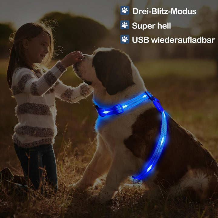 Beleuchtetes Hundegeschirr LED, Wiederaufladbar, Für Nachtspaziergänge Blau, M M Blau, M Blau